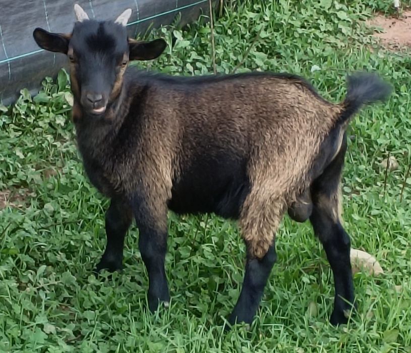 Cabras Anãs - Bode - Macho