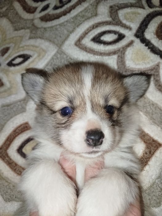 Хлопчик бобтейли рижо -білий