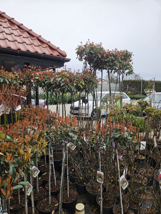 Laurowisnia noga  Genolia,Etna,Elly,Rotundifolia,Caucasica 100-