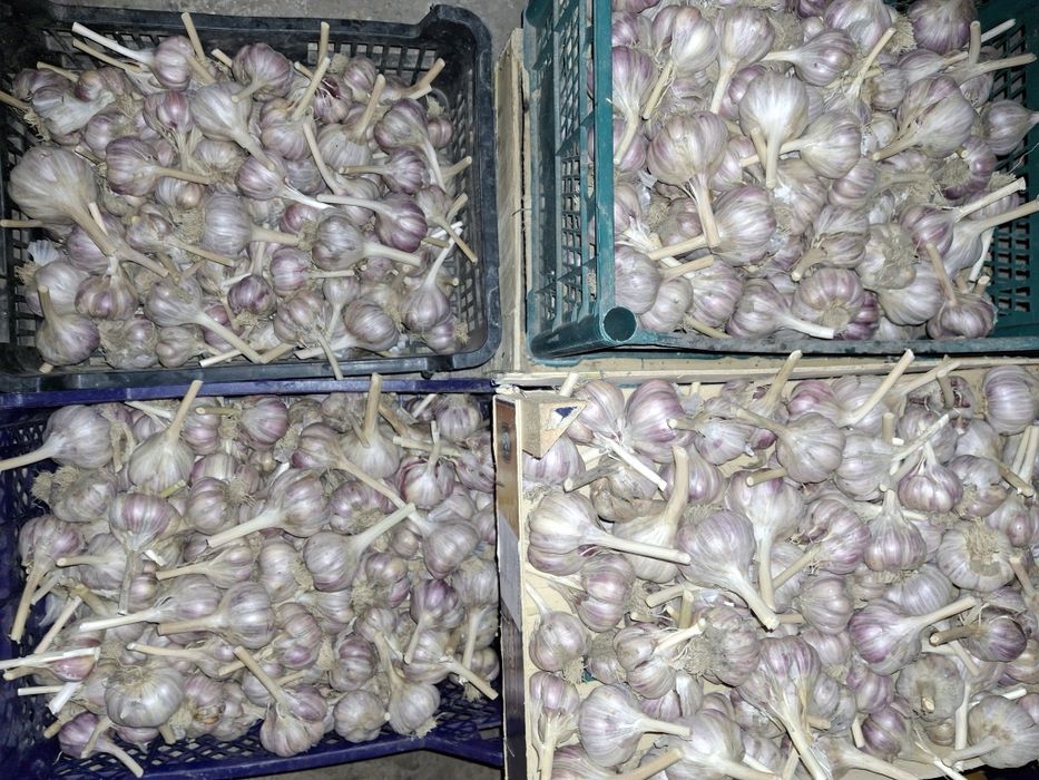 Часник домашній  сорт любаша