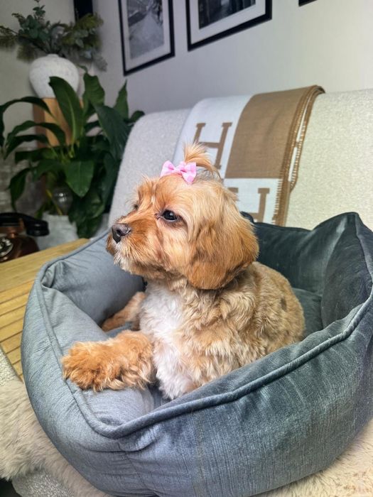 cavapoo szczeniak suczka
