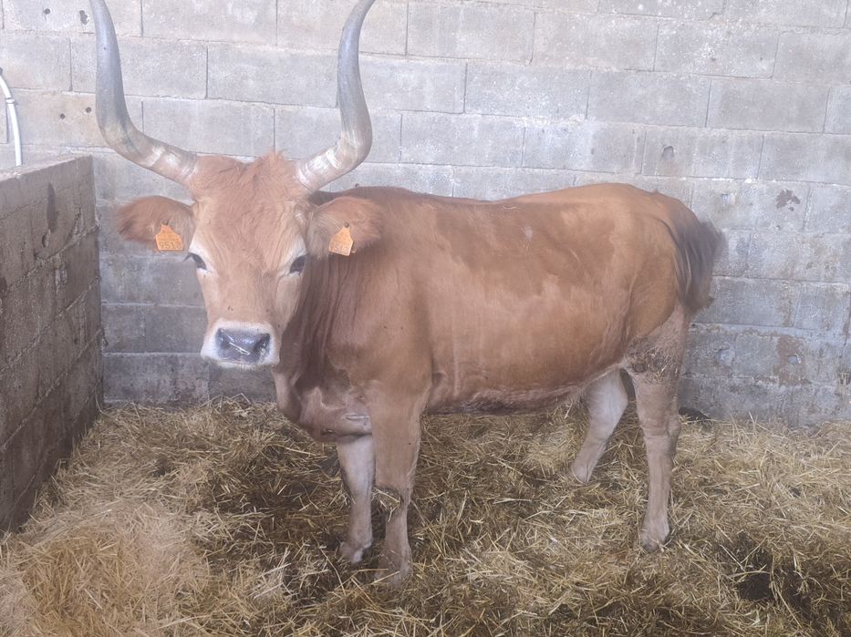 Vende-se Barrosã "Pisca" prenha