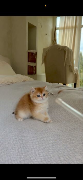 Котик британська золота шиншила кошенята хлопчик дівчинка