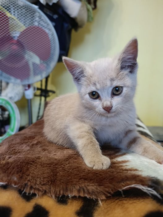 Кошеня. Кіт. Киця