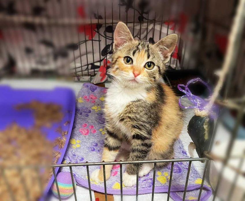 Крихітна милота Моллі (2,5 м) дуже хоче додому! Кошеня, кішка