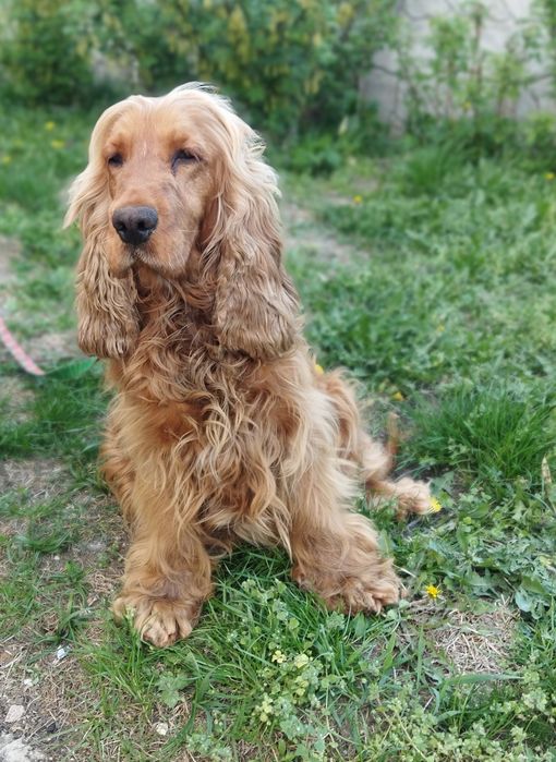 Cocker spaniel angielski suczka