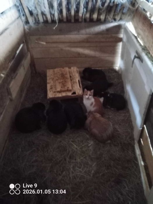 króliki tuszki samice samce