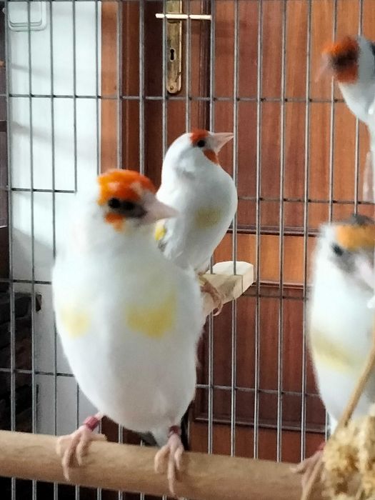 Pintassilgos Major para cedência.Criador registado no ICNF. 15PT0027/B