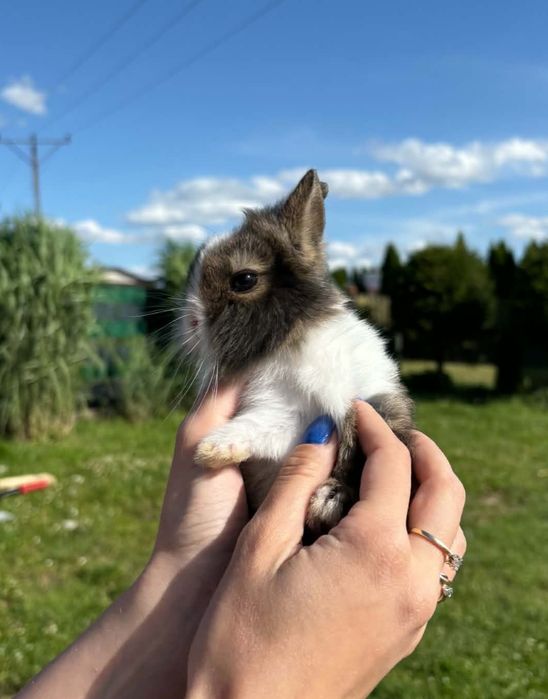 Królik króliczek miniaturka teddy puszysty