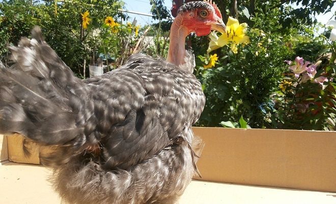 Яйцо кур Испанка Украина и Венгрия