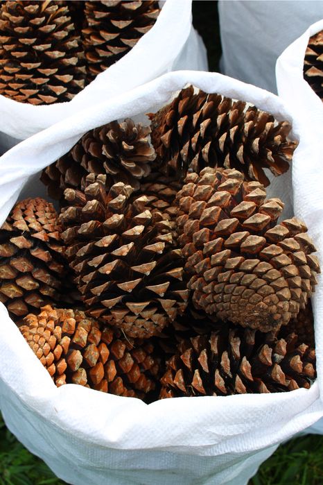 Pinhas Secas 100% Ecológicas