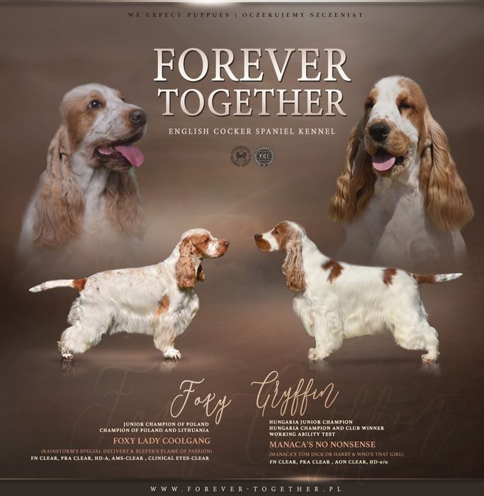 Cocker Spaniel Angielski FCI