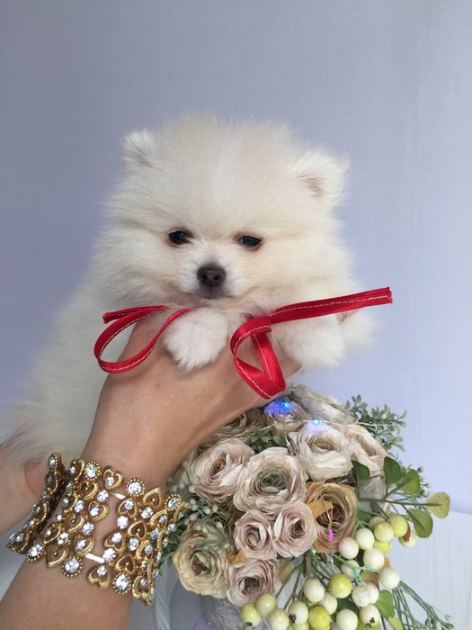 Шпіци VIP  Хлопчики та Дівчатка)