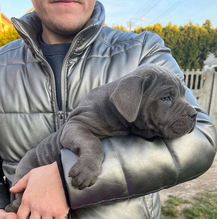 Cane Corso mocny pies