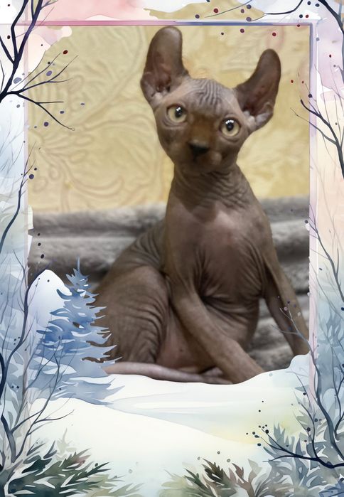 Замечательные котята Сфинксы.