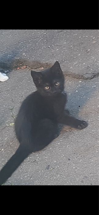 Кошенята шукають люблячу  родину