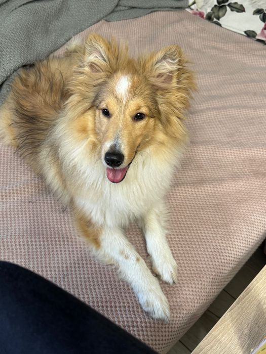 Sheltie szczeniak Owczarek szetlandzki suczka