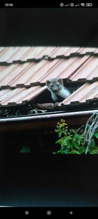 RYNNY..Przecieki.NAPRAWY DACHÓW Papa .Szkód po Kunach . docieplenia!!