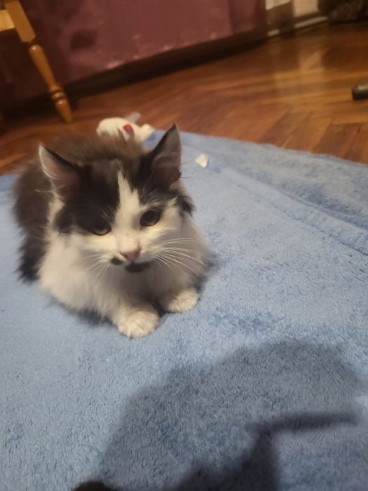 безкоштовно кошеня 2 місяці