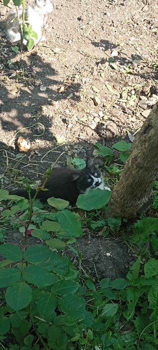 Отдам супер классных и крутых котиков))