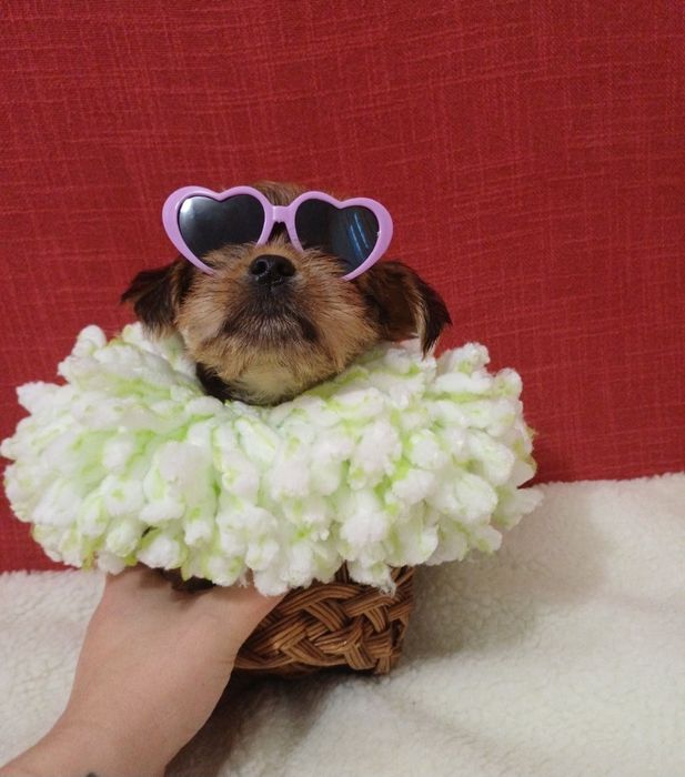 Срочно шикарные щенки йоркширский терьер