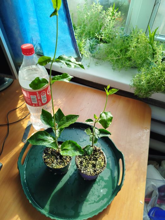 Кімнатний жасмін самбак