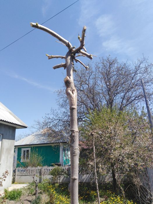 Шовковиця плакуча на штамбі.