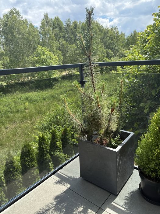 Sosna drzewko około 150 cm 3 letnie