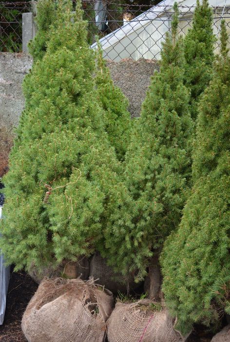Świerk Conica super gęsta choinka w donicy. Sprzedaz wiosna 2026r