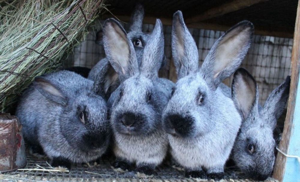 Продам кролики полтавське срібло