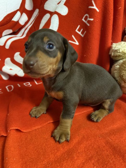 Teckel kaninchen chocolate and tan