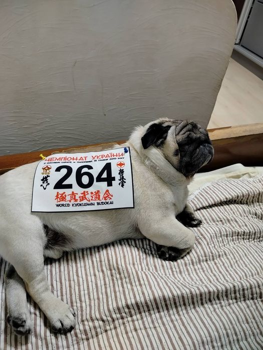 Шикарный мопс ищет шикарную подружку