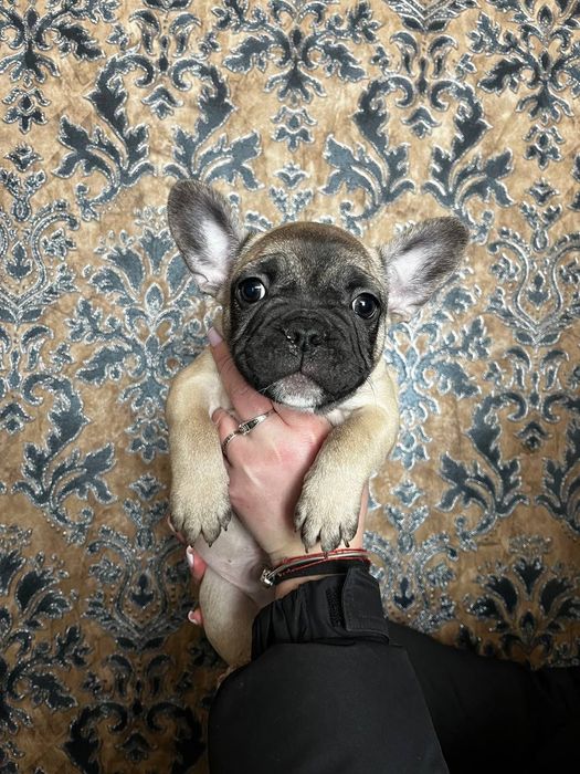 Щенки французского бульдога