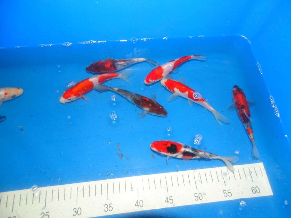 Japońskie Karpie Koi -Rybki do oczka Karpie Koi 8-56cm
