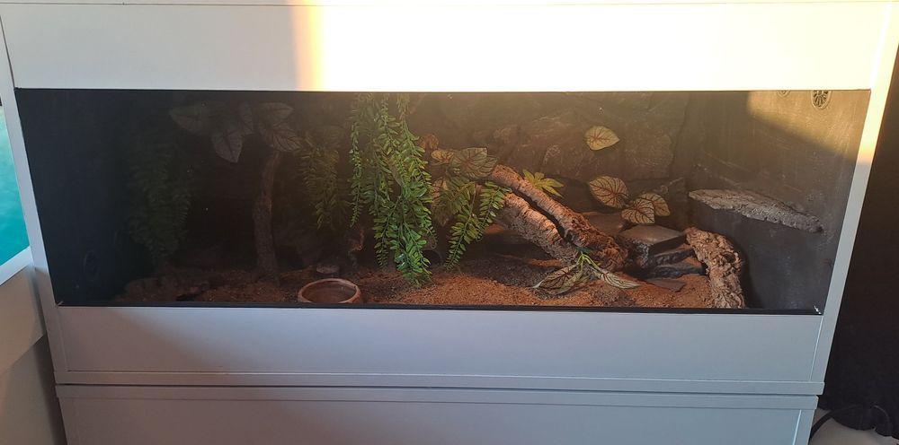 SPRZEDAM gekony + terraria