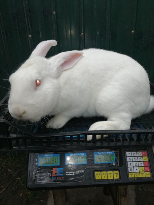 Кроликі термондська біла, строкач