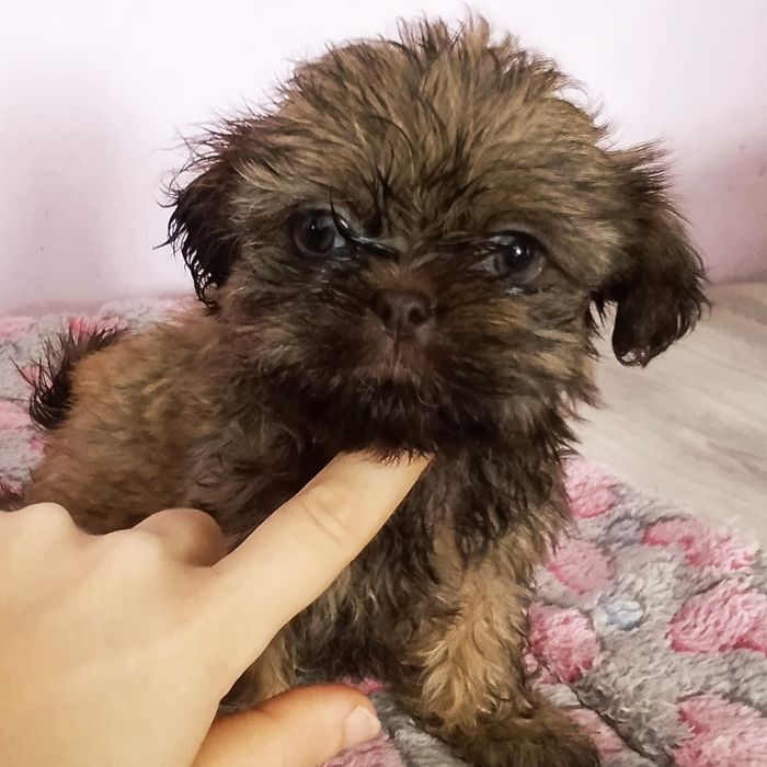 Malutka Shih tzu Gaga/domowa hodowla