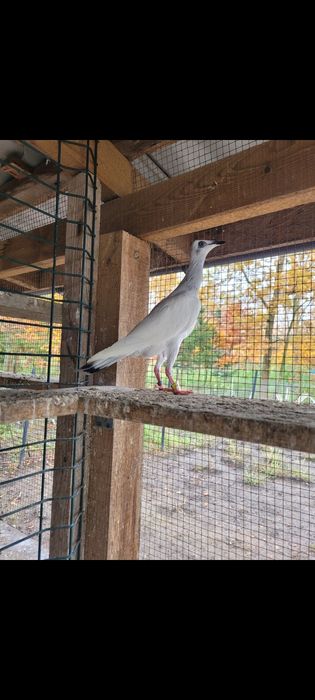 Srebrniak samica 2023r  wysyłam adeno chudnięcie kręciek