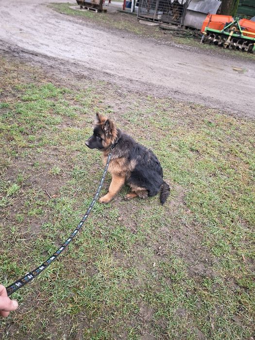 Suczka owczarek niemiecki