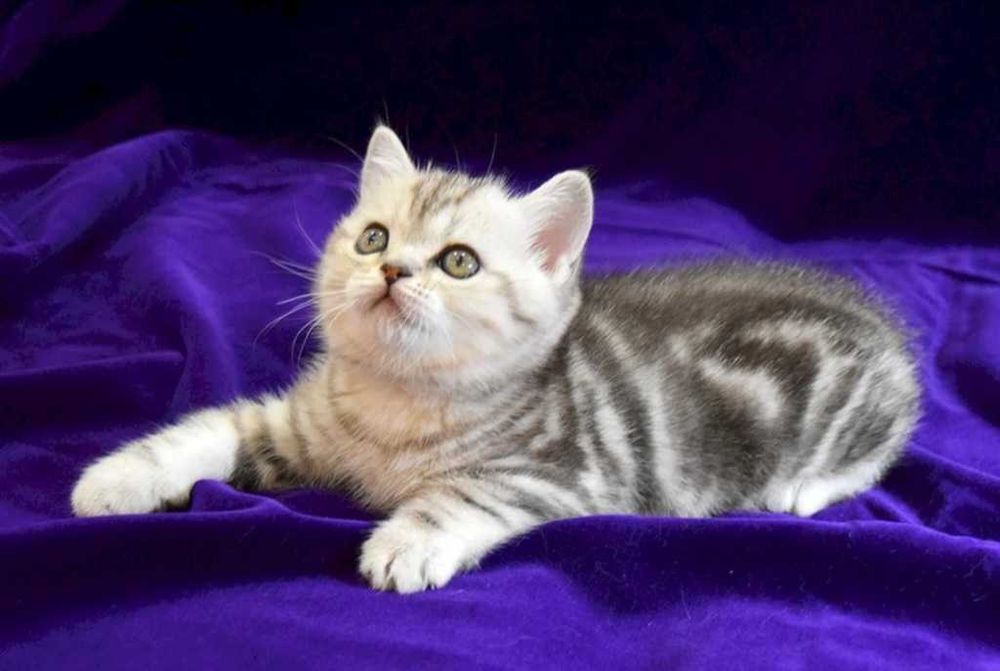 Шотландські кошенята