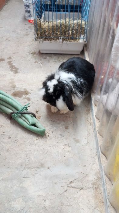 Casal de coelhos mini lop mansinhos