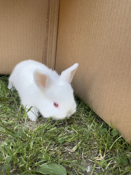 Kroliki miniaturowe mini lop