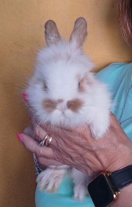 Coelhos Anões disponíveis