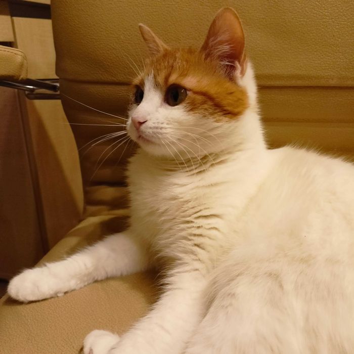 Alba- zjawiskowa piękność do pokochania od zaraz !