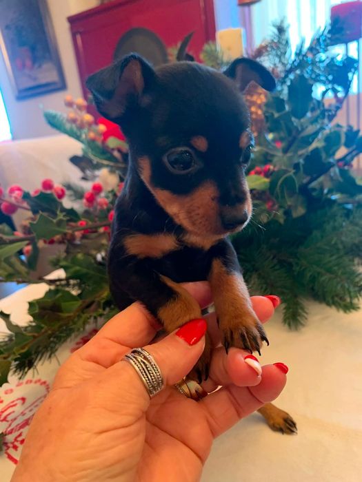 Menino pinscher miniatura