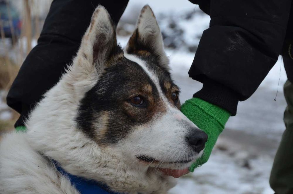 Saskia - przepiękna  łajka czeka na dom ADOPCJA