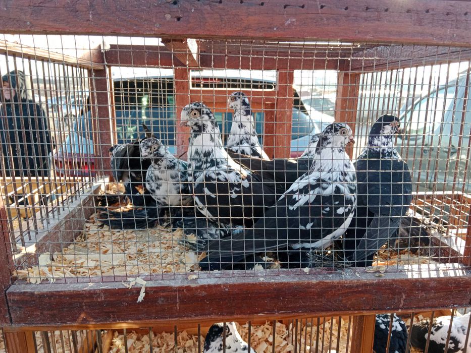 Gołębie ozdobne Widyny czarne