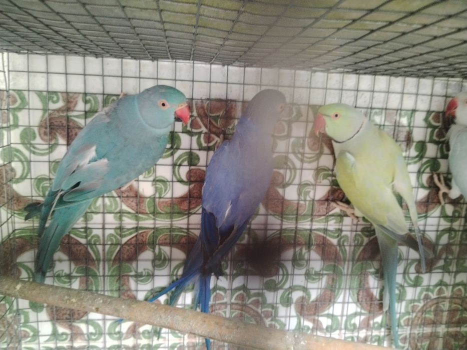 Ring necks adultos