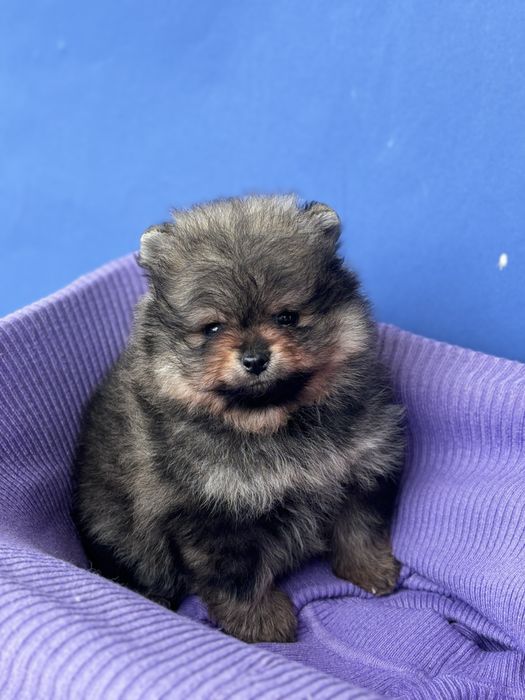 ляльковий Ведмедик шоу классу