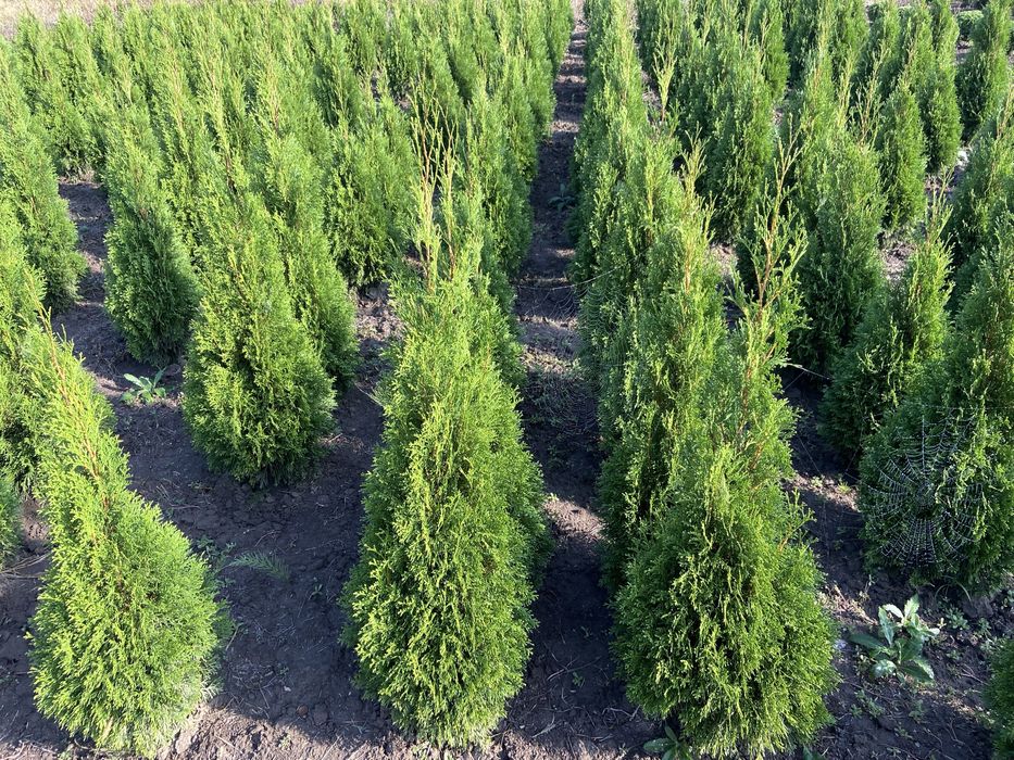 Туї, ялівець, самшит